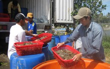 Giá tôm chạm đáy 2 năm, Vasep khuyến cáo người dân bình tĩnh để tránh thiệt hại