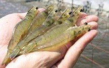 Tôm thẻ rớt giá thảm, người nuôi méo mặt