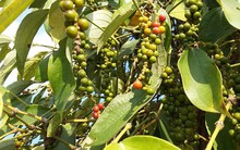 Không có việc nông dân phá tiêu còn tốt để bán rễ