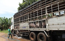 Heo Trung Quốc có 'chớp thời cơ vàng' chạy vào Việt Nam?