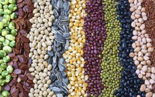 Nhập khẩu ngô, đậu tương, lúa mì liên tục tăng rất mạnh