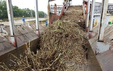 Giá giảm sâu, mỗi cân đường mất 5.000 đồng