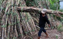 Tồn gần 700.000 tấn, giá đường tụt dốc, nông dân 'bí' đầu ra