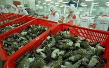 Nguyên nhân nào đẩy giá tôm rơi chạm đáy 3 năm, nông dân lỗ nặng?