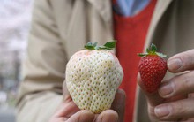 Những loại quả ngon miễn bàn nhưng giá cả siêu đắt đỏ chỉ có giới nhà giàu mới dám ăn ở Nhật Bản