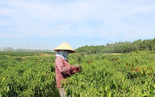 Nông dân cay đắng vì giá ớt quá rẻ