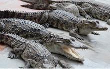 Giá cá sấu phục hồi, người nuôi lại rục rịch tái đàn