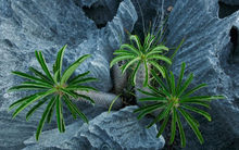 Chuyện cuối tuần: "Vị giám đốc một phút" và bài học thứ 2 - "Một phút khen ngợi"