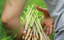 Chiêm ngưỡng vườn măng tây cho thu nhập gần 2 tỷ/năm