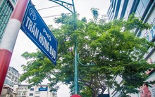 Nhìn gần 12 cây sưa đỏ trước ngày di dời để xây ga ngầm