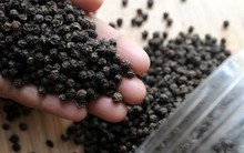 Giá hạt tiêu xuất khẩu vẫn tiếp tục giảm