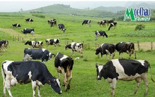 GTNfoods đạt hơn 700 tỷ đồng doanh thu quý 1, biên lãi gộp tăng mạnh nhờ chiến lược tập trung vào các mảng kinh doanh cốt lõi