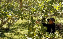 Ngành điều đồng loạt kiến nghị hỗ trợ nông dân và doanh nghiệp