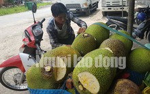 Vào mùa thu hoạch rộ, giá mít Thái siêu sớm giảm sâu