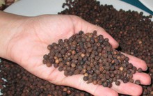 Thương lái Trung Quốc mua rễ tiêu: Tiềm ẩn rủi ro!