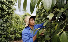 Người dân lại ngao ngán vì giá hồ tiêu thấp