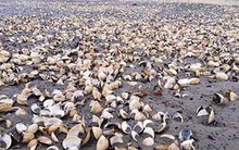 Công bố nguyên nhân gần 100 tấn ngao chết bất thường ở Thanh Hóa