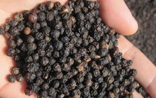 Giá tiêu trong nước tiếp tục giảm vì tiêu nhập khẩu