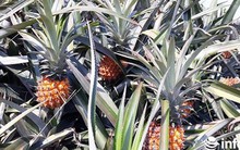 Thanh Hóa: Dứa rẻ như cho, người nông dân bỏ thối đầy đồng