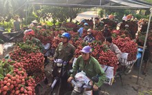 Giá vải tàu lai tăng chóng mặt