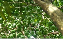 Đến năm 2020 Việt Nam sẽ trồng 10.000 ha cây mắc ca