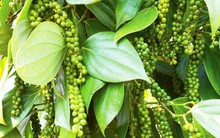 Giá hạt tiêu tăng nhưng không bền vững