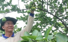 Trồng chanh thu tiền tỷ mỗi năm