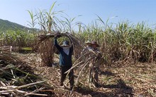 Vụ mía đắng ngắt, hầu hết nông dân đều thua lỗ!