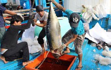 Trầy trật đi biển vụ cá Nam