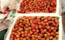Thùng xốp đắt ngang vải thiều, thương lái méo mặt