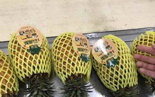 Dứa nhập khẩu 300.000 một trái, dứa nội 3.000 đồng một kg