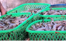 Giá tôm giảm mạnh khiến nhiều người nuôi tôm quyết định treo ao
