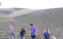 Phú Yên gian nan mùa “dứa đắng“