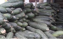 Lại thêm bí đao chờ “giải cứu“