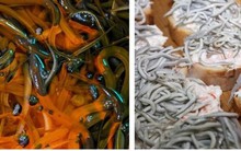 Lươn non Tây Ban Nha xấu xí, nhạt nhẽo nhưng có giá nghìn Euro