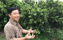 Tây Ninh chuyển đổi cao su, lúa, mì... sang cây ăn quả