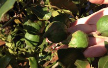 Vì sao hàng loạt “cây tỉ đô” không ra trái?