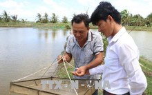 Giá tôm ở Bến Tre xuống thấp khiến nông dân lo lắng