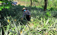 Nỗi buồn người trồng dứa ở Tam Đảo