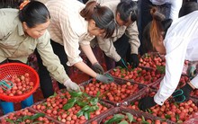 Chợ họp đến nửa đêm, người trồng vải thu về hơn 3.410 tỷ đồng