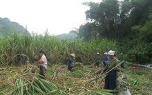 “Đường kính nhập lậu phá nát doanh nghiệp mía đường Việt Nam”