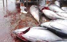 Ba thách thức lớn để gỡ “thẻ vàng” từ EC