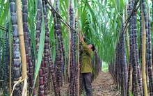 Giãn hiệp định ATIGA với ngành đường