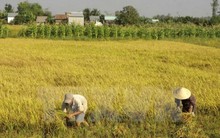 Mua trúng giống lúa "đểu", hơn 100 hộ nông dân Tây Ninh trắng tay