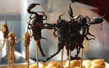 Kiếm bộn tiền nhờ bán đặc sản côn trùng kinh dị chiều lòng dân nhậu mùa World Cup