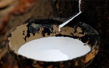 Cổ phiếu ngành ‘miễn nhiễm’ với đà rớt giá cao su thiên nhiên