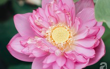 Trà dệt hương sen - thứ trà ủ cả ngàn bông sen Hồ Tây, cả chục triệu một cân vẫn đắt hàng của Hà Nội