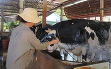 Hàng ngàn hộ nuôi bò sữa bỏ nghề