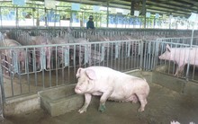 Rủi ro lớn, người nuôi vẫn chưa dám tăng đàn dù giá heo khá cao