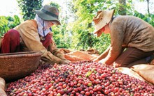 Cường quốc cà phê vẫn… đuối!